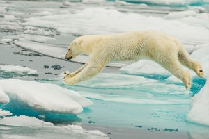 Arctic Cruises - North Spitsbergen Voyage 4